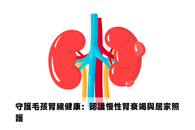 守護毛孩腎臟健康：認識慢性腎衰竭與居家照護