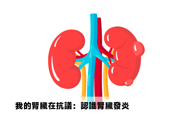 我的腎臟在抗議：認識腎臟發炎