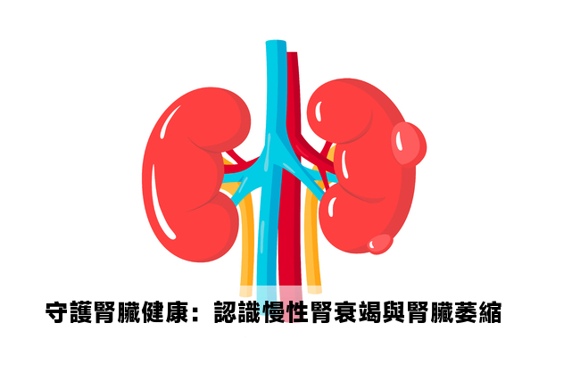 守護腎臟健康：認識慢性腎衰竭與腎臟萎縮