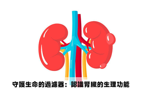 守護生命的過濾器：認識腎臟的生理功能