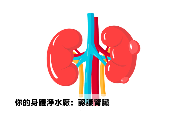 你的身體淨水廠：認識腎臟