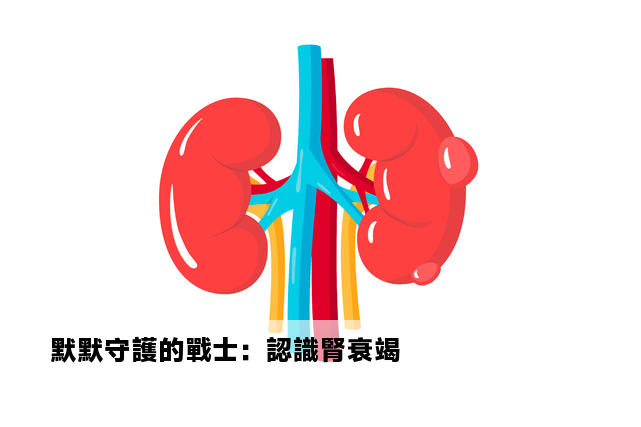 默默守護的戰士：認識腎衰竭