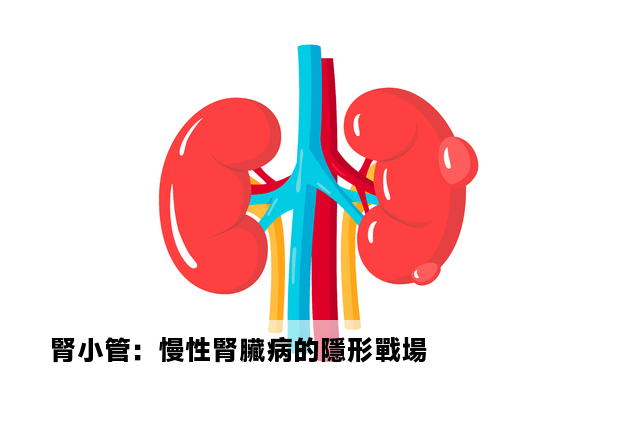 腎小管：慢性腎臟病的隱形戰場